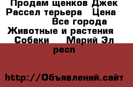 Продам щенков Джек Рассел терьера › Цена ­ 25 000 - Все города Животные и растения » Собаки   . Марий Эл респ.